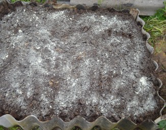 Брусничные. Пример подготовки места под посадку.