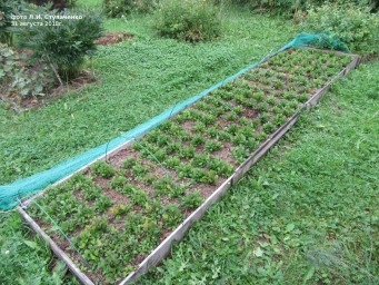 Красника. Первое плодоношение