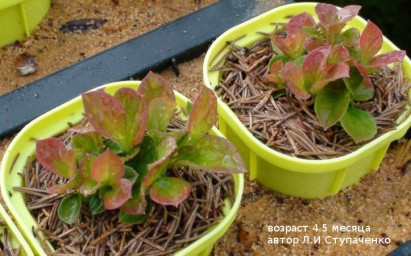 Красника. От горшков до грядки