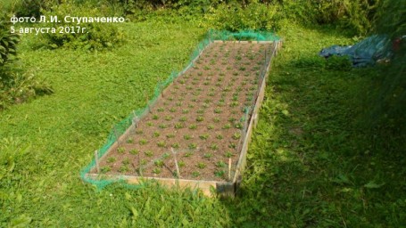 Красника. Первое плодоношение