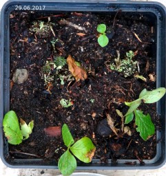 Красника. Полив