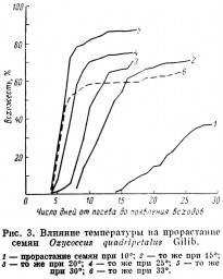 Особенности прорастания семян клюквы