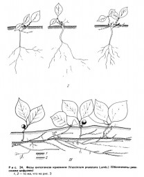 Красника (Vaccinium Praestans Lamb.)