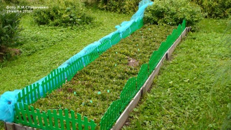 Красника. Первое плодоношение