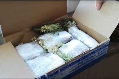 Красника. Упаковка саженцев для пересылки по почте.