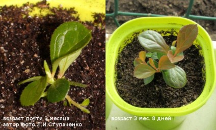 Красника. От горшков до грядки