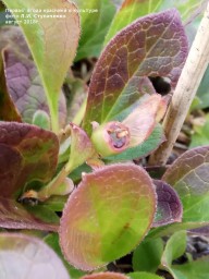 Красника. Первое плодоношение