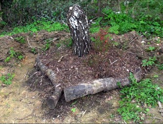 Черника. Пересадка из леса на дачу