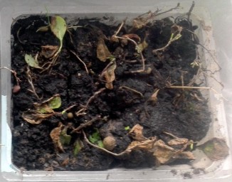 Брусничные. Грунт.