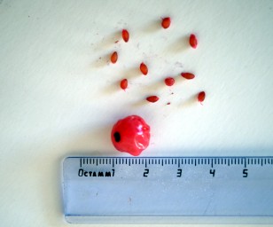 Красника. Получение семян