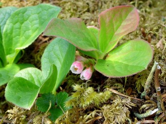 Семенное и вегетативное размножение красники &ndash; Vaccinium praestans Lamb.