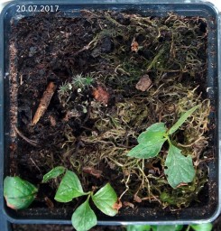 Красника. Полив