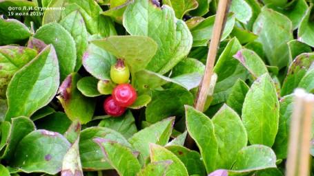 Красника. Первое плодоношение