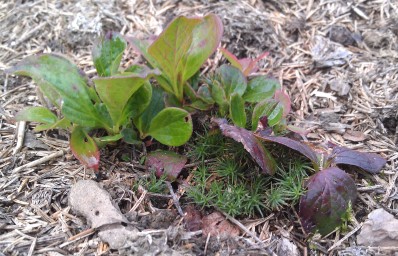 Красника. Пересадка из леса на дачу.