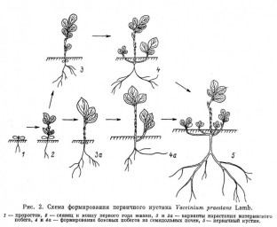 Семенное и вегетативное размножение красники &ndash; Vaccinium praestans Lamb.