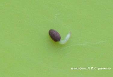 Красника. Проращивание семян