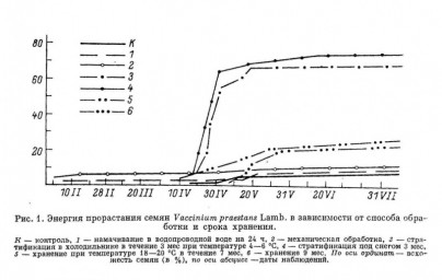 Семенное и вегетативное размножение красники &ndash; Vaccinium praestans Lamb.