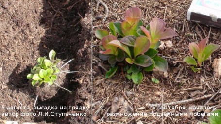 Красника. От горшков до грядки