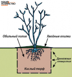 Голубика. Какая почва подходит