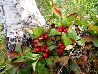 Красника. Введение для начинающих