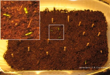 Красника. Проращивание семян