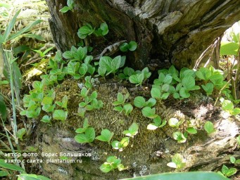 Красника. Где приобрести рассаду?