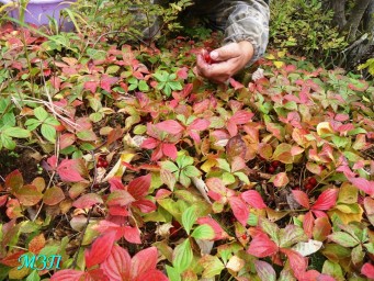 Как я клоповник собирала.